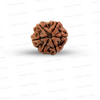 6 Mukhi Nepali Rudraksha