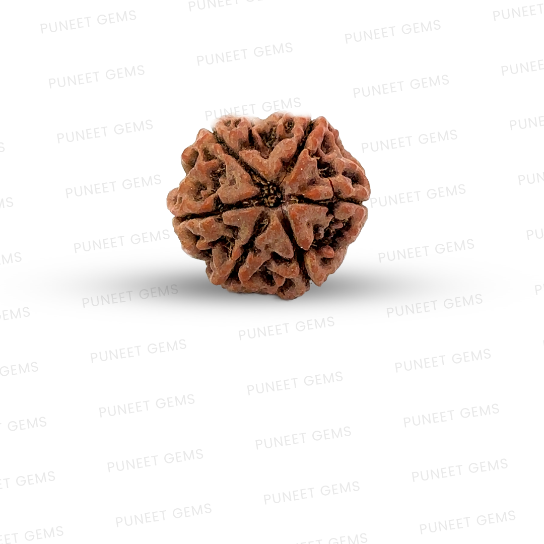 6 Mukhi Nepali Rudraksha