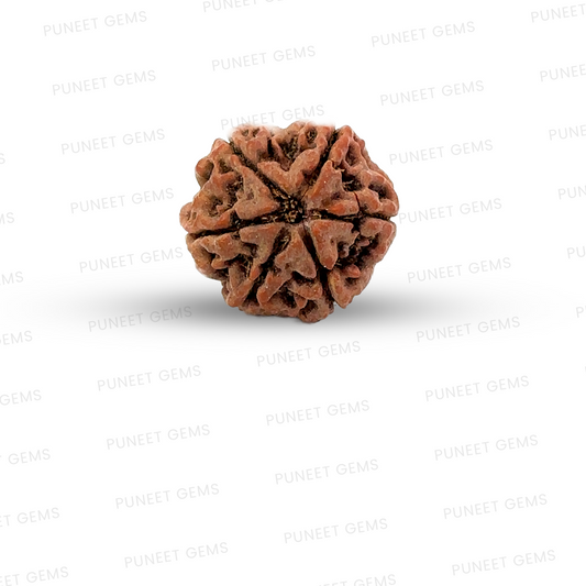 6 Mukhi Nepali Rudraksha