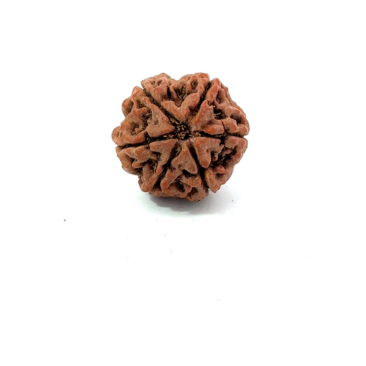 6 Mukhi Nepali Rudraksha
