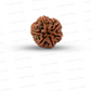6 Mukhi Nepali Rudraksha