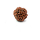 6 Mukhi Nepali Rudraksha