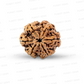 6 Mukhi Nepali Rudraksha