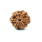 6 Mukhi Nepali Rudraksha