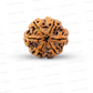 6 Mukhi Nepali Rudraksha