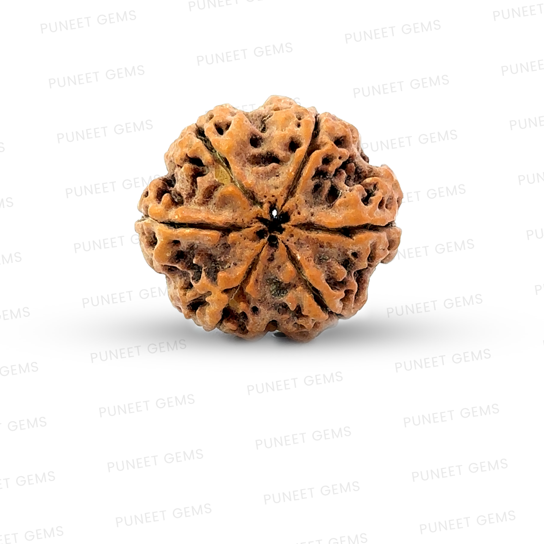 6 Mukhi Nepali Rudraksha