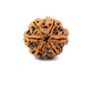 6 Mukhi Nepali Rudraksha