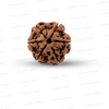 6 Mukhi Nepali Rudraksha