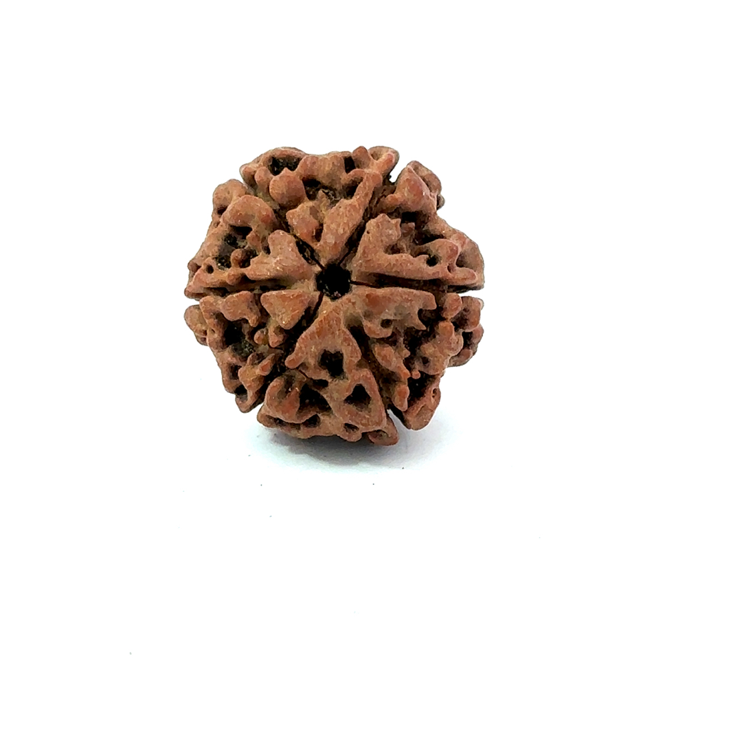 6 Mukhi Nepali Rudraksha