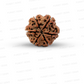 6 Mukhi Nepali Rudraksha