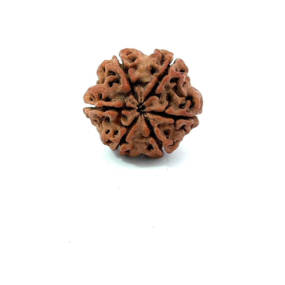 6 Mukhi Nepali Rudraksha