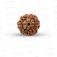 6 Mukhi Nepali Rudraksha