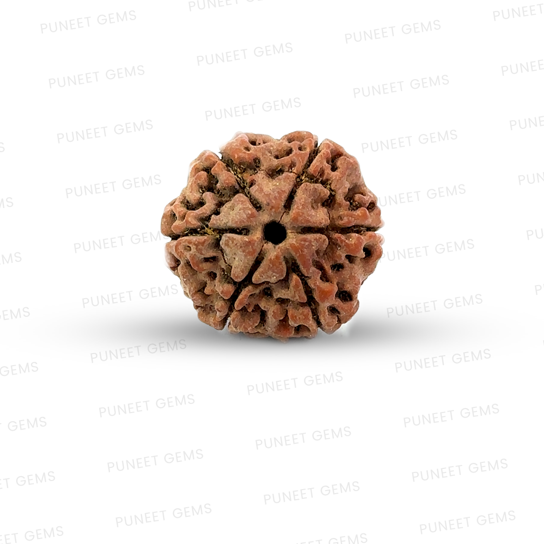 6 Mukhi Nepali Rudraksha