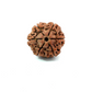 6 Mukhi Nepali Rudraksha