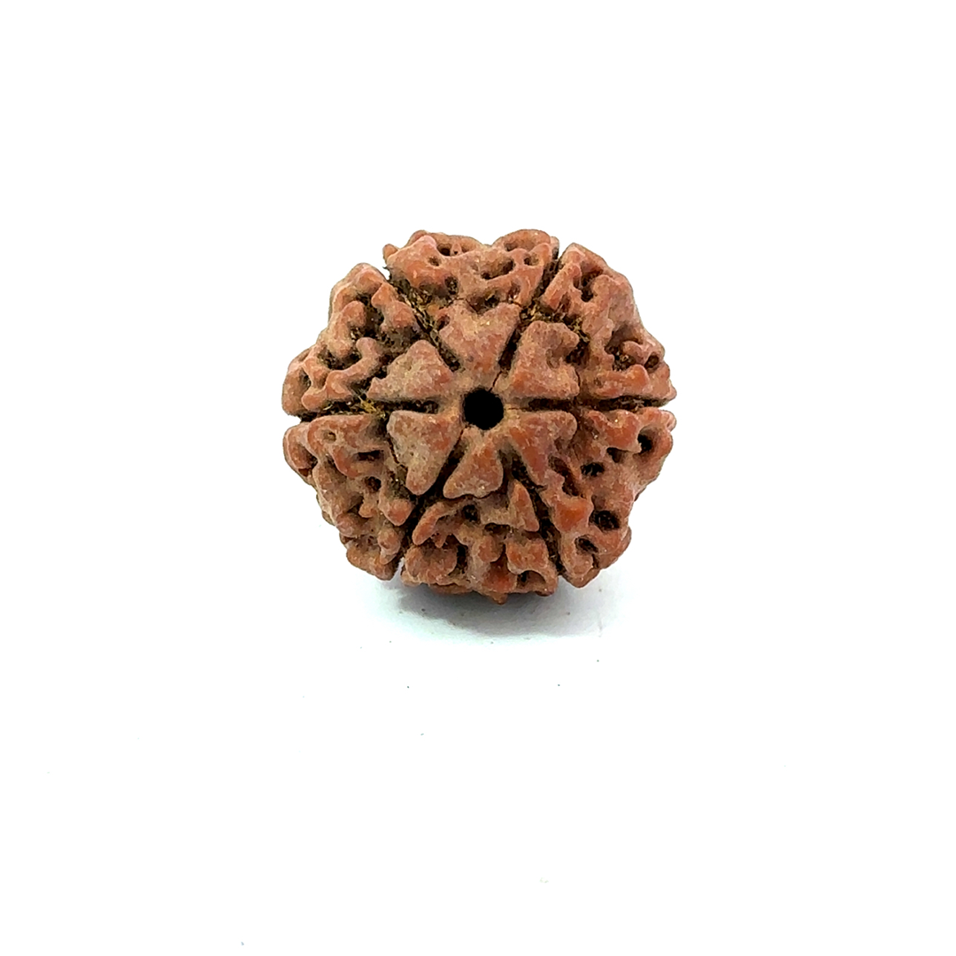 6 Mukhi Nepali Rudraksha