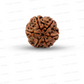 6 Mukhi Nepali Rudraksha