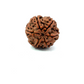 6 Mukhi Nepali Rudraksha