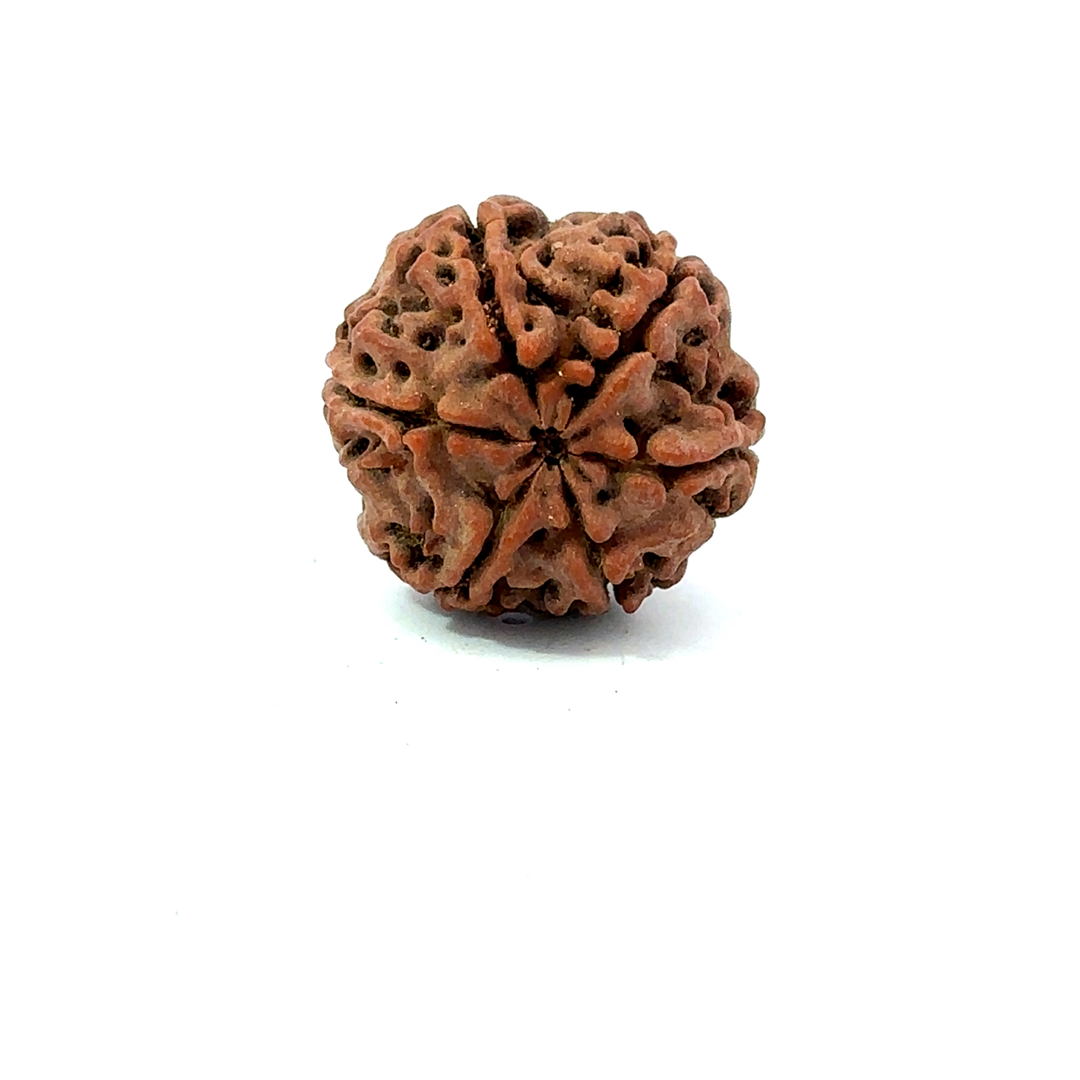 6 Mukhi Nepali Rudraksha