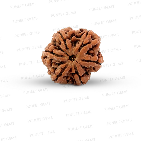6 Mukhi Nepali Rudraksha
