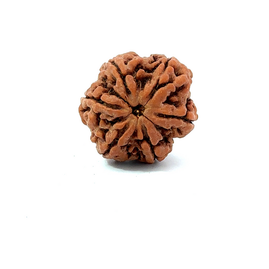 6 Mukhi Nepali Rudraksha