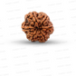 6 Mukhi Nepali Rudraksha