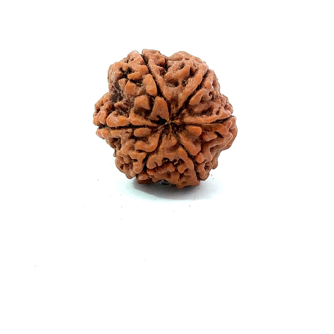 6 Mukhi Nepali Rudraksha