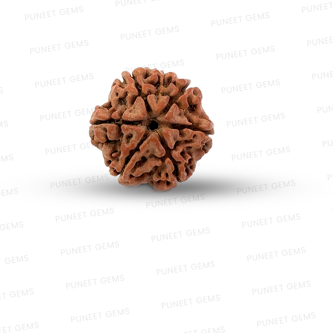 6 Mukhi Nepali Rudraksha