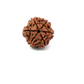 6 Mukhi Nepali Rudraksha