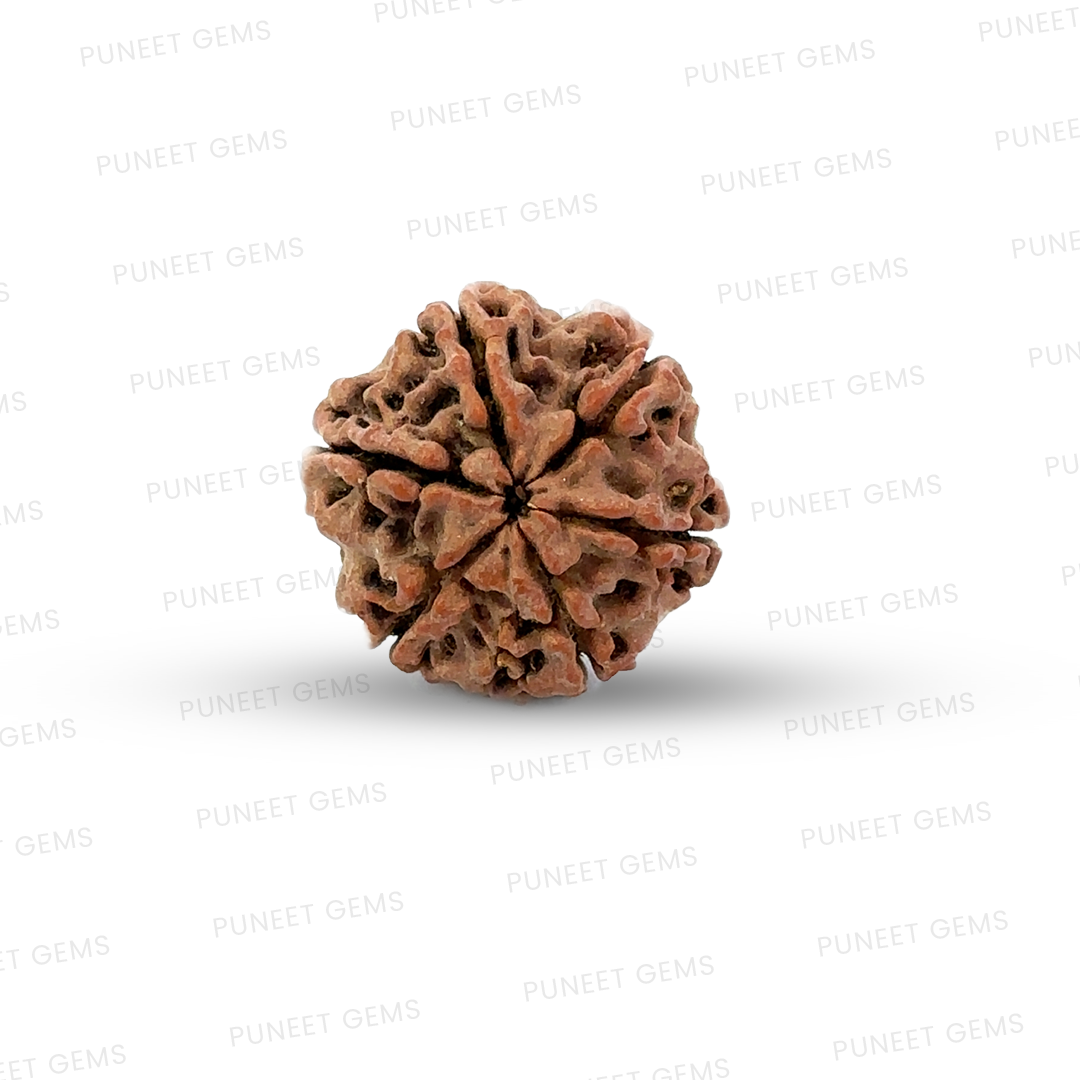 6 Mukhi Nepali Rudraksha
