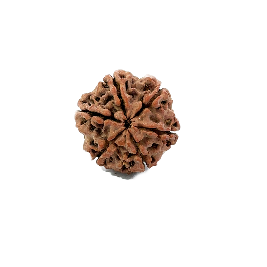 6 Mukhi Nepali Rudraksha