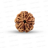 6 Mukhi Nepali Rudraksha