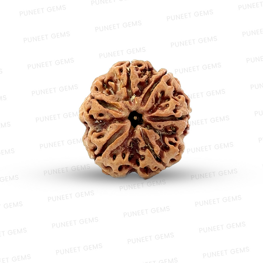 6 Mukhi Nepali Rudraksha