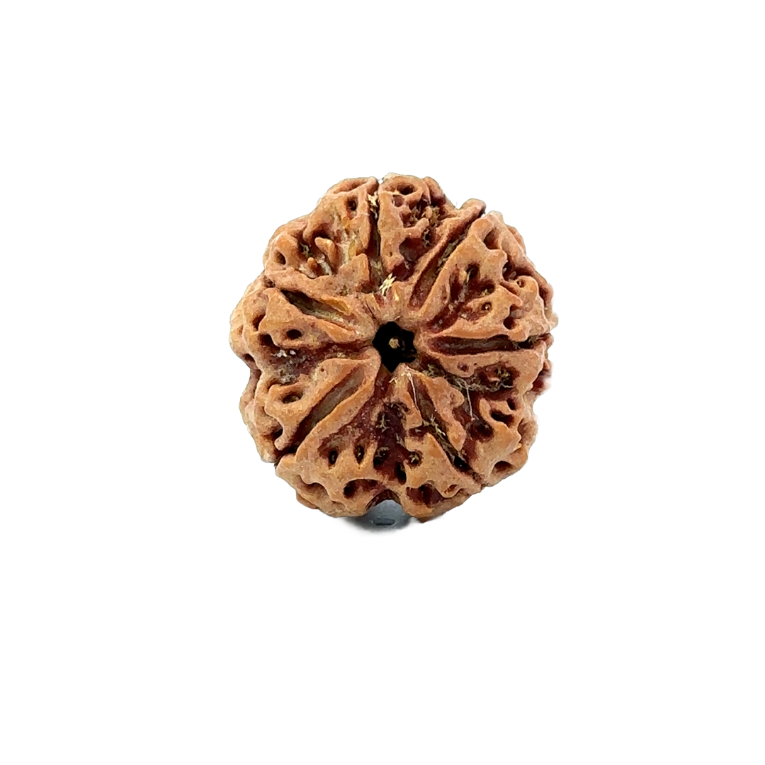6 Mukhi Nepali Rudraksha