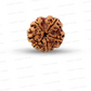 6 Mukhi Nepali Rudraksha