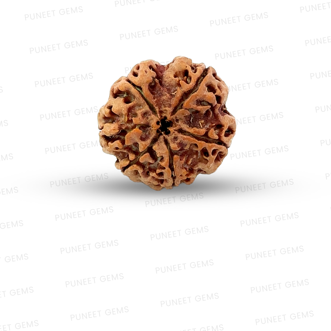 6 Mukhi Nepali Rudraksha