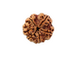 6 Mukhi Nepali Rudraksha