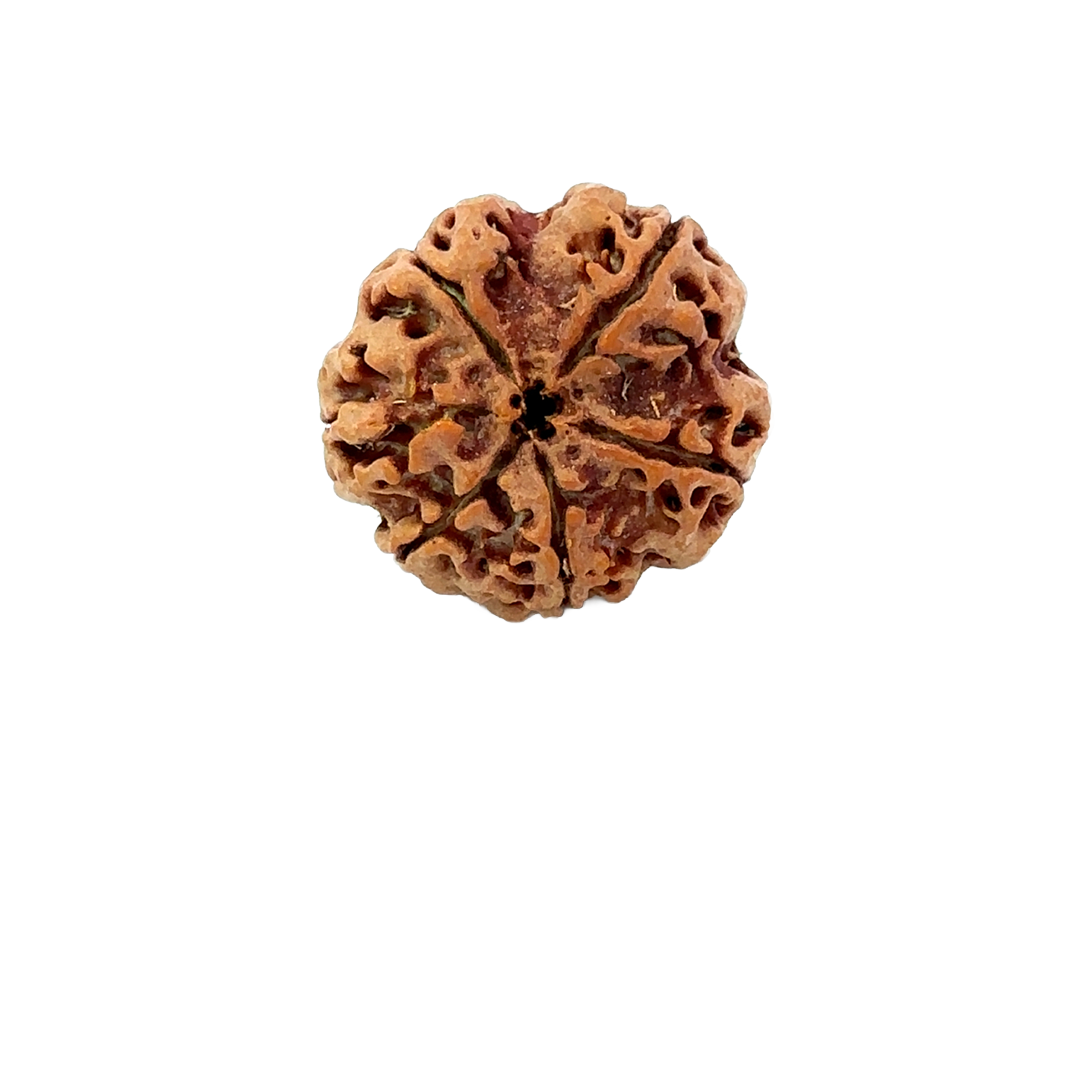 6 Mukhi Nepali Rudraksha