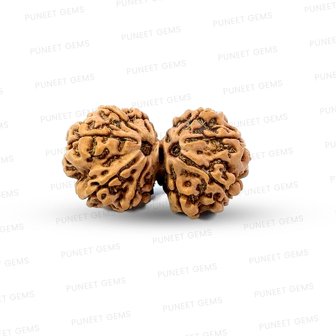 Gauri Shankar Rudraksha Nepali