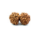 Gauri Shankar Rudraksha Nepali