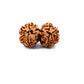 Gauri Shankar Rudraksha Nepali
