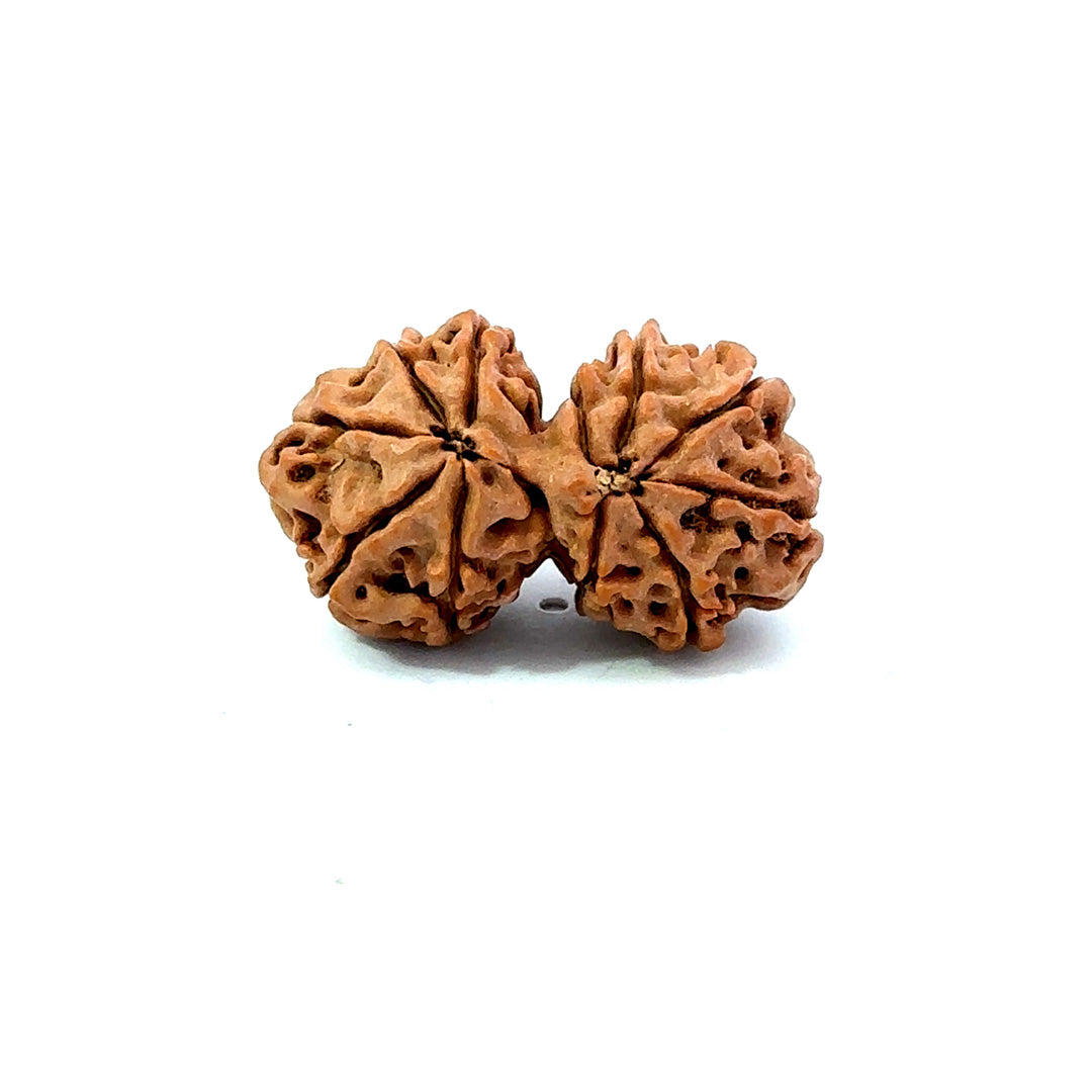 Gauri Shankar Rudraksha Nepali