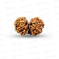 Gauri Shankar Rudraksha Nepali