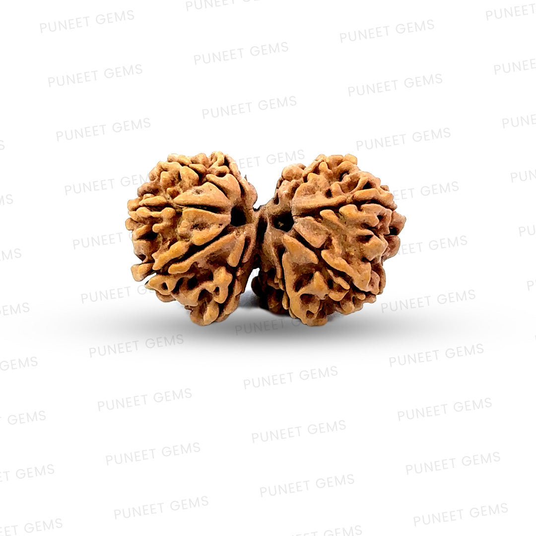Gauri Shankar Rudraksha Nepali
