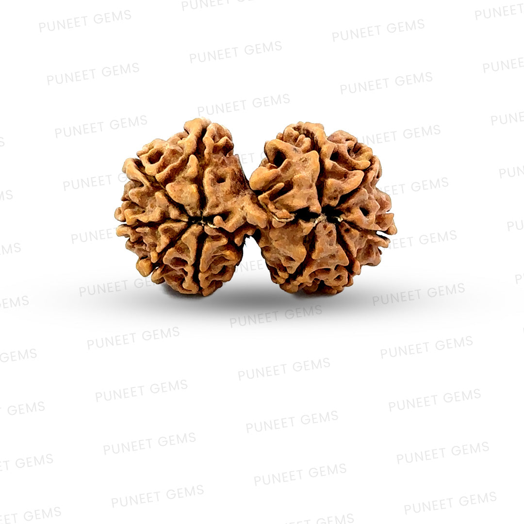 Gauri Shankar Rudraksha Nepali
