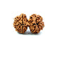 Gauri Shankar Rudraksha Nepali