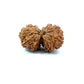 Gauri Shankar Rudraksha Nepali