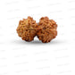 Gauri Shankar Rudraksha Nepali