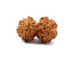 Gauri Shankar Rudraksha Nepali