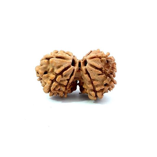 Gauri Shankar Rudraksha Nepali
