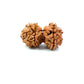 Gauri Shankar Rudraksha Nepali